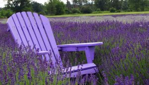 Levendula-Lak Gánt Vendégház | Szállásfoglalás