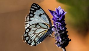 Levendula-Lak Gánt Vendégház | Szállásfoglalás