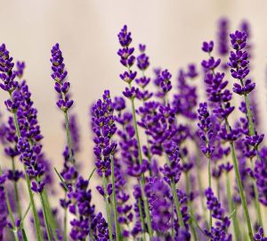 Levendula-Lak Gánt Vendégház | Impresszum