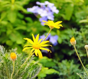 Levendula-Lak Gánt Vendégház | Házirend
