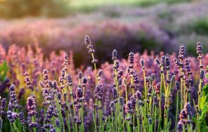 Levendula-Lak Vendégház – A Vértes szívében, ahol minden rendezvény élménnyé válik!